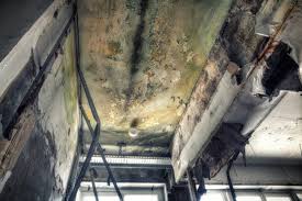 Best Mold Prevention Services in Carrizo Hill, TX